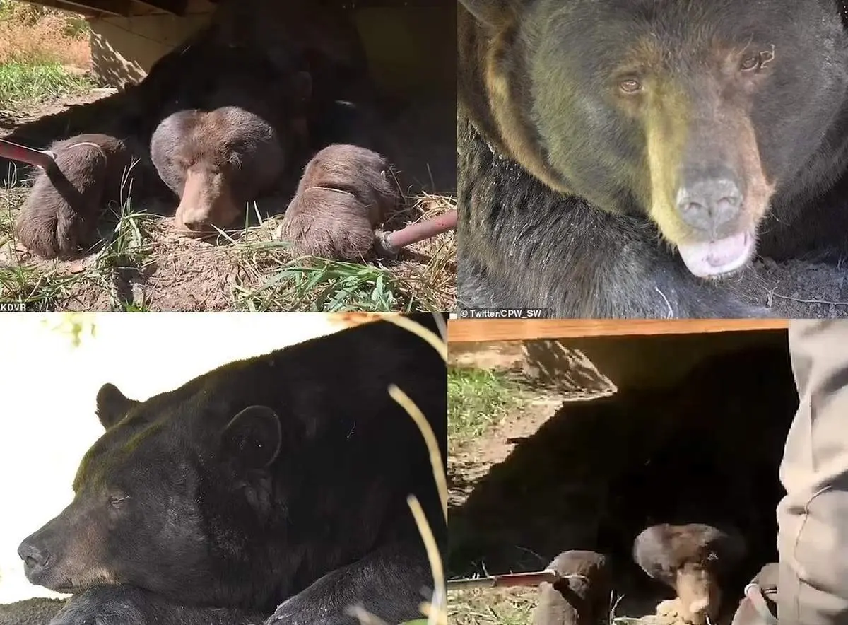 خواب زمستانی خرس غول‌ پیکر زیر یک خانه!+ فیلم