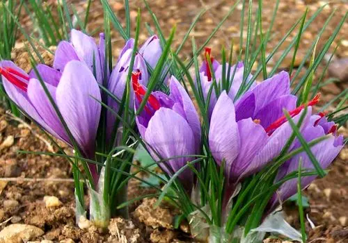 افزایش قیمت زعفران رسماً قطعی شد