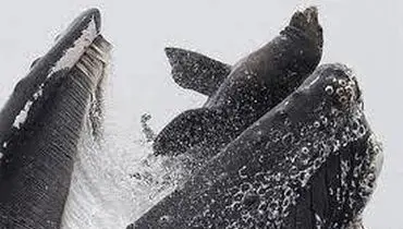 به گل نشستن ۲۳۰ نهنگ در ساحل تاسمانی استرالیا+فیلم