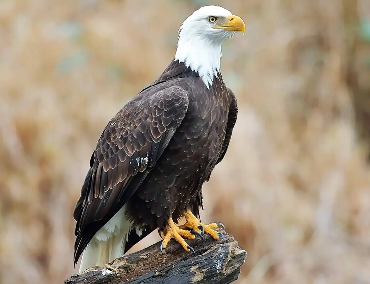 سرنگونی عجیب عقاب سرسفید توسط یک خرچنگ!+ فیلم