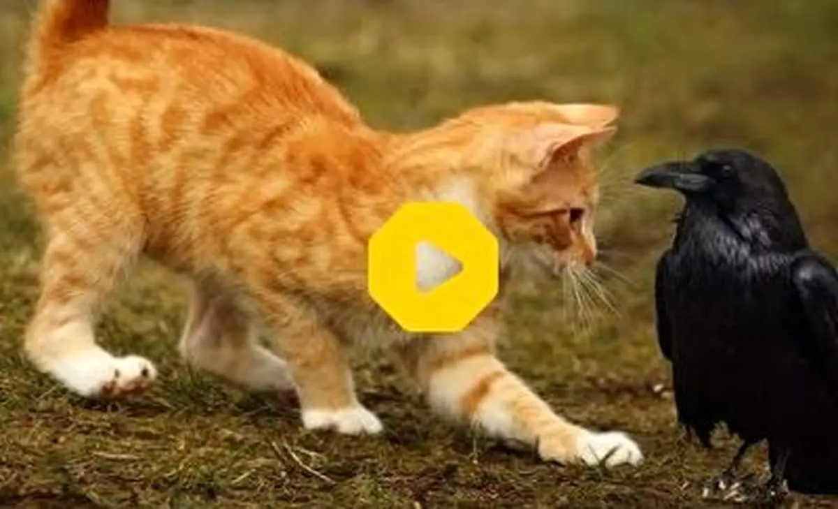 حمله یک کلاغ به سفره غذای یک سگ و گربه+ فیلم