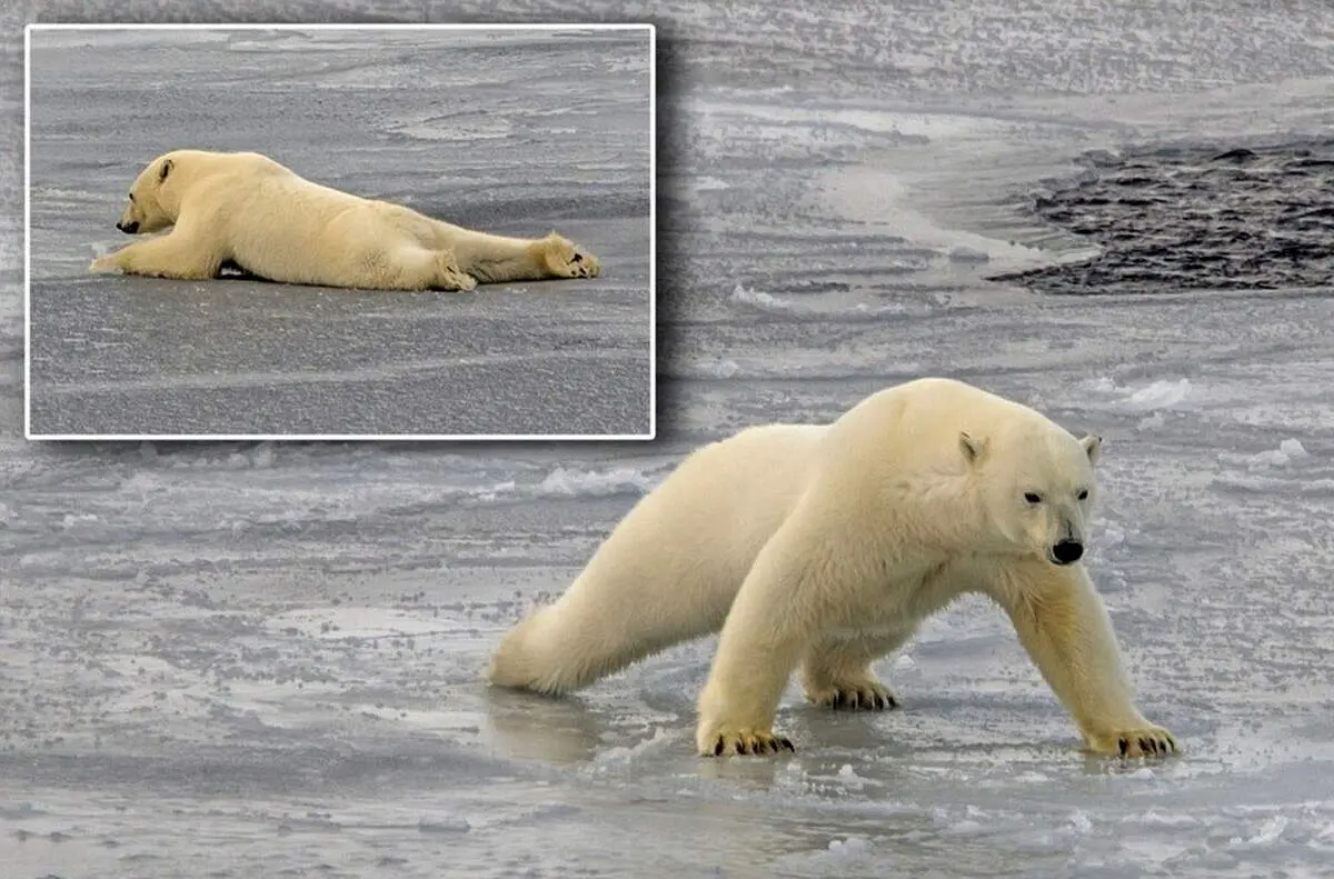 ویدئویی جالب از خزیدن خرس قطبی روی آب یخ زده