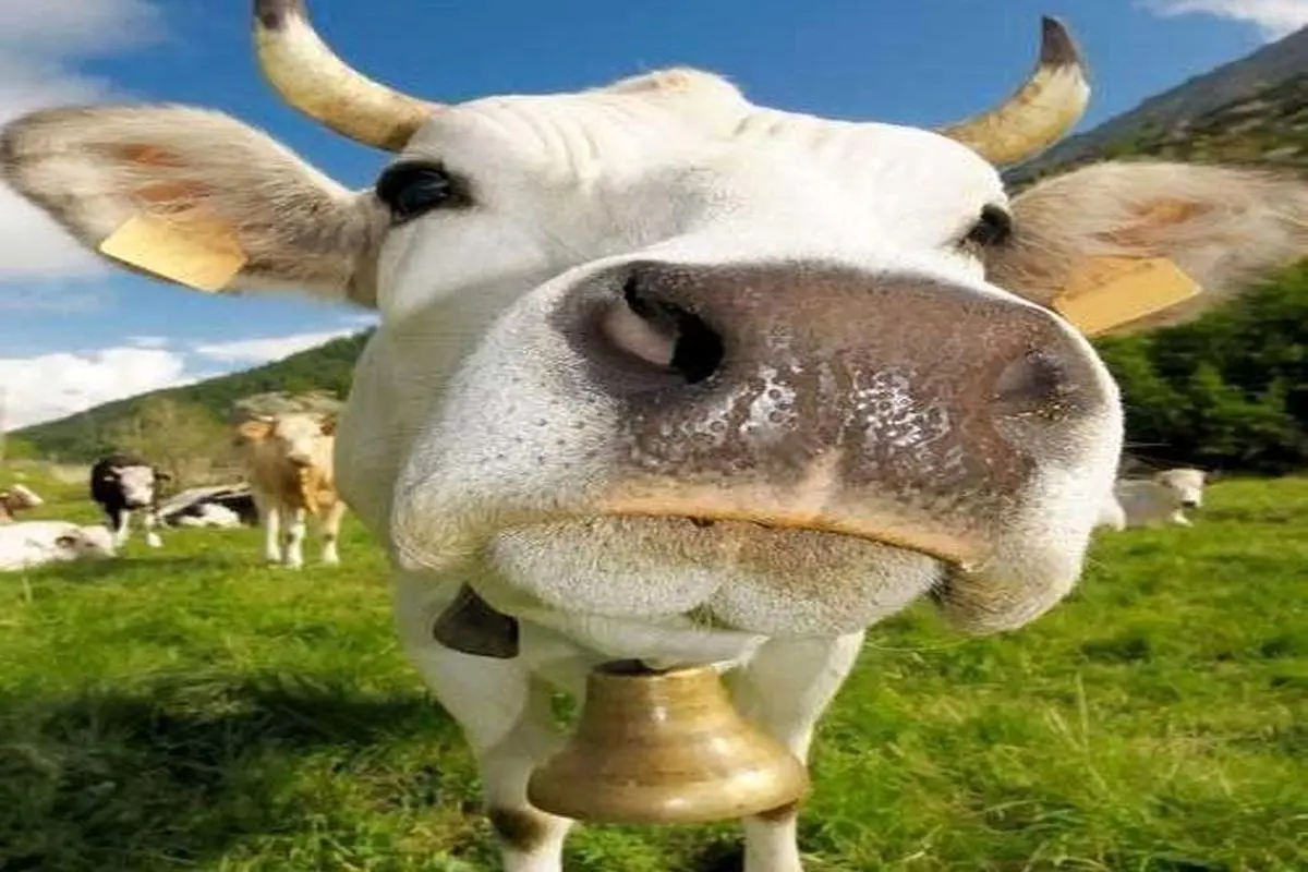 اتفاقی عجیب و خنده دار برای یک گاو در گاوداری!+ فیلم