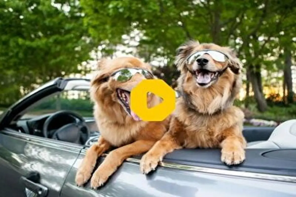 حرکت باورنکردنی دو سگ وسط شهر؛ له کردن سقف خودروها!+ فیلم