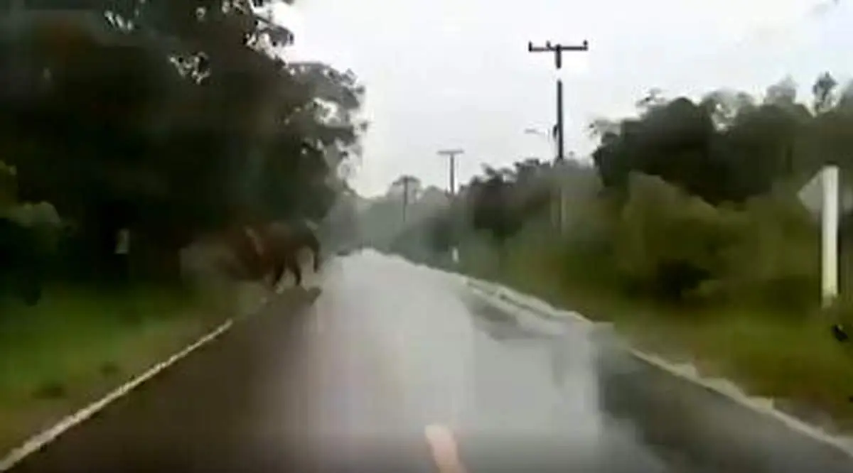 شیوه جالب تشکر فیل غول‌پیکر از چند راننده+ فیلم