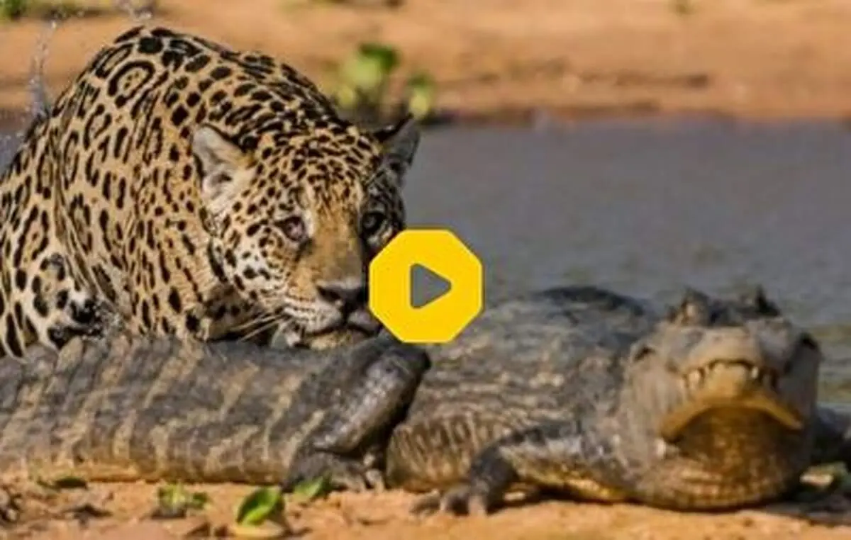 حمله مرگبار و برق‌آسای یک پلنگ به تمساحی در حال استراحت+ فیلم