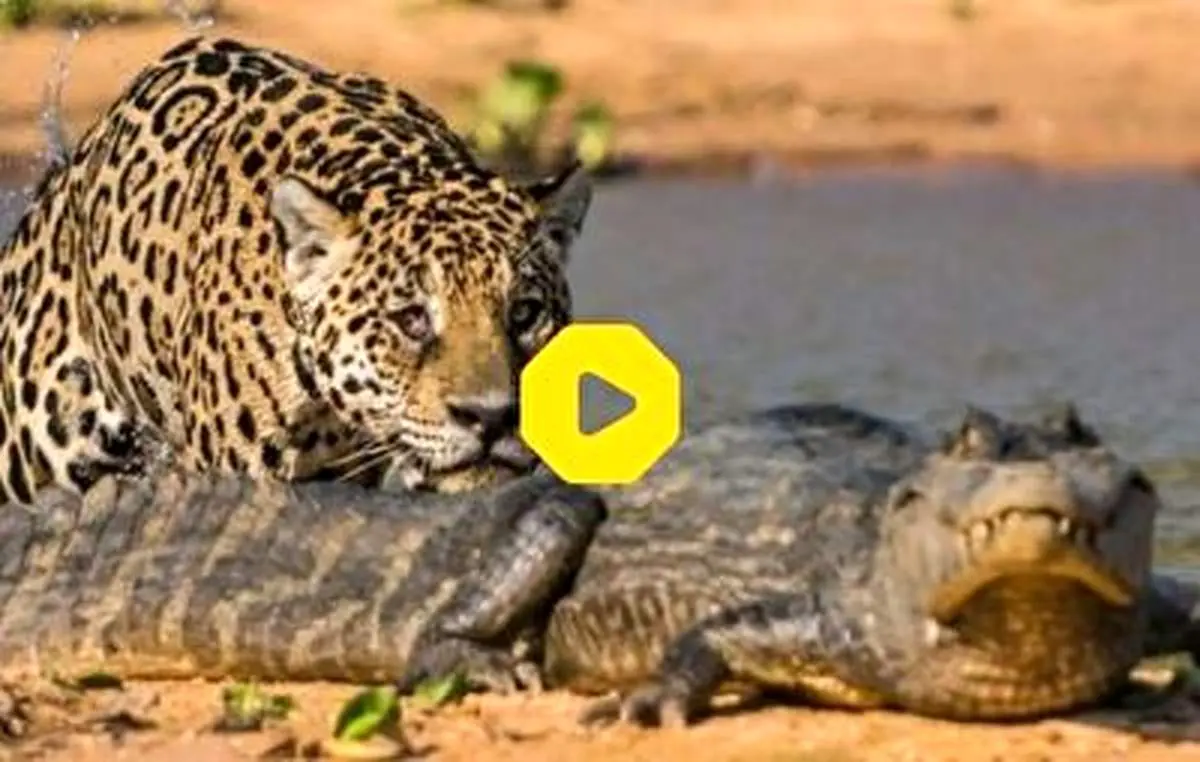 حمله مرگبار و برق‌آسای یک پلنگ به تمساحی در حال استراحت+ فیلم