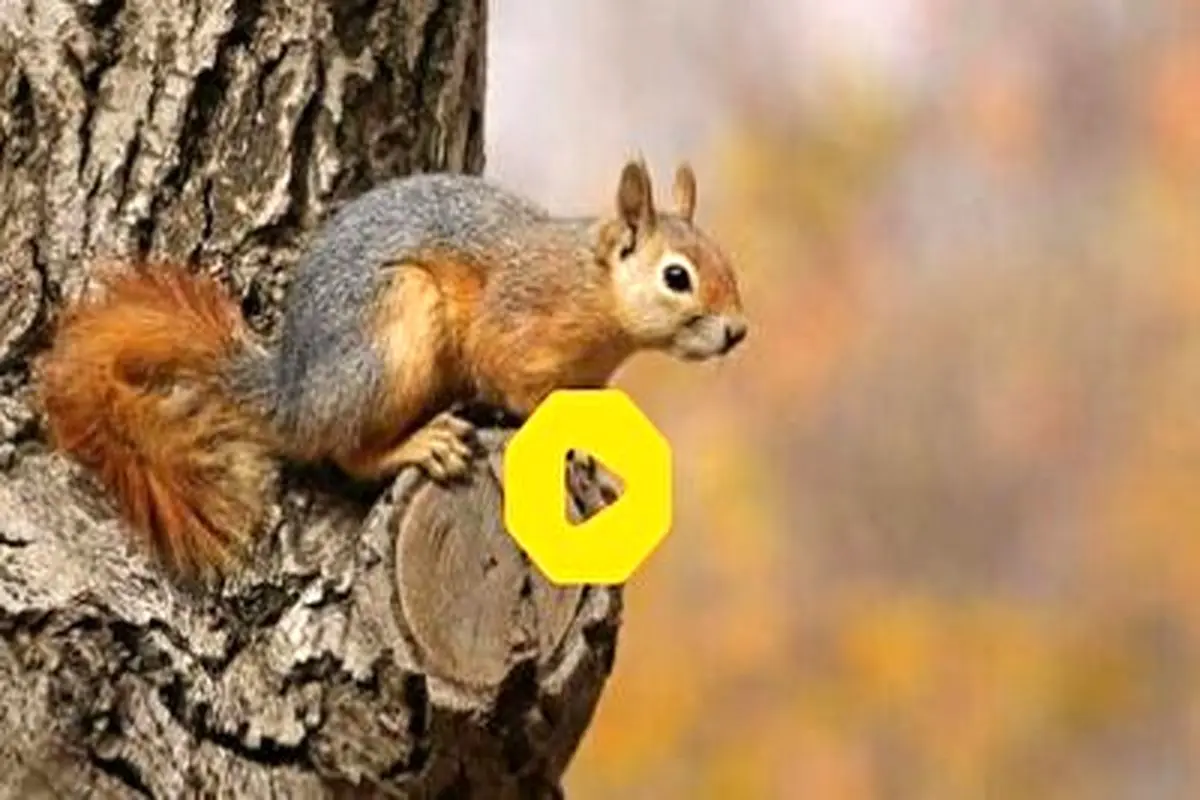 تلاش نافرجام یک سنجاب برای بالا رفتن از میله آغشته به روغن+ فیلم
