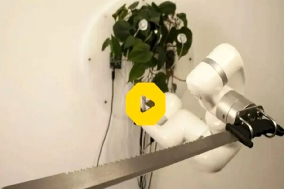 قمه‌کشی ربات با استفاده از مغز گیاهی!+ فیلم