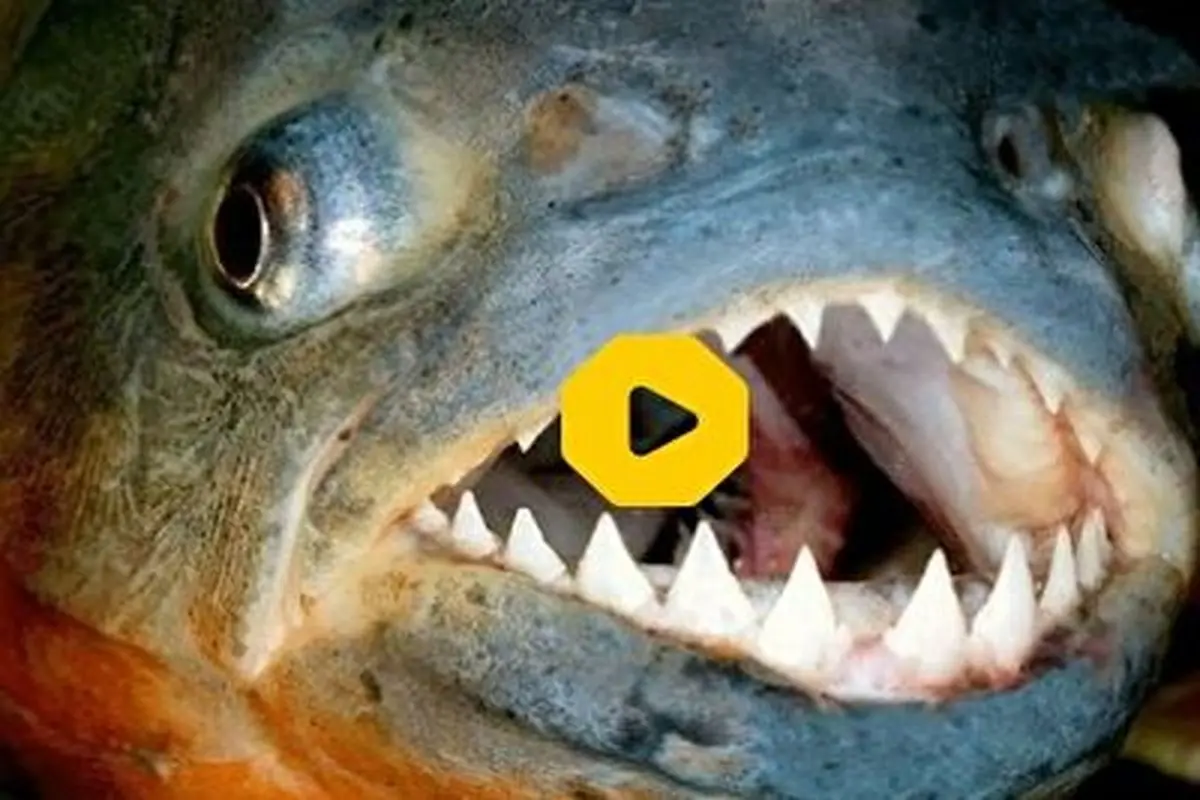 خارج کردن ده‌ها ماهی از دهان یک ماهی غول پیکر+ فیلم