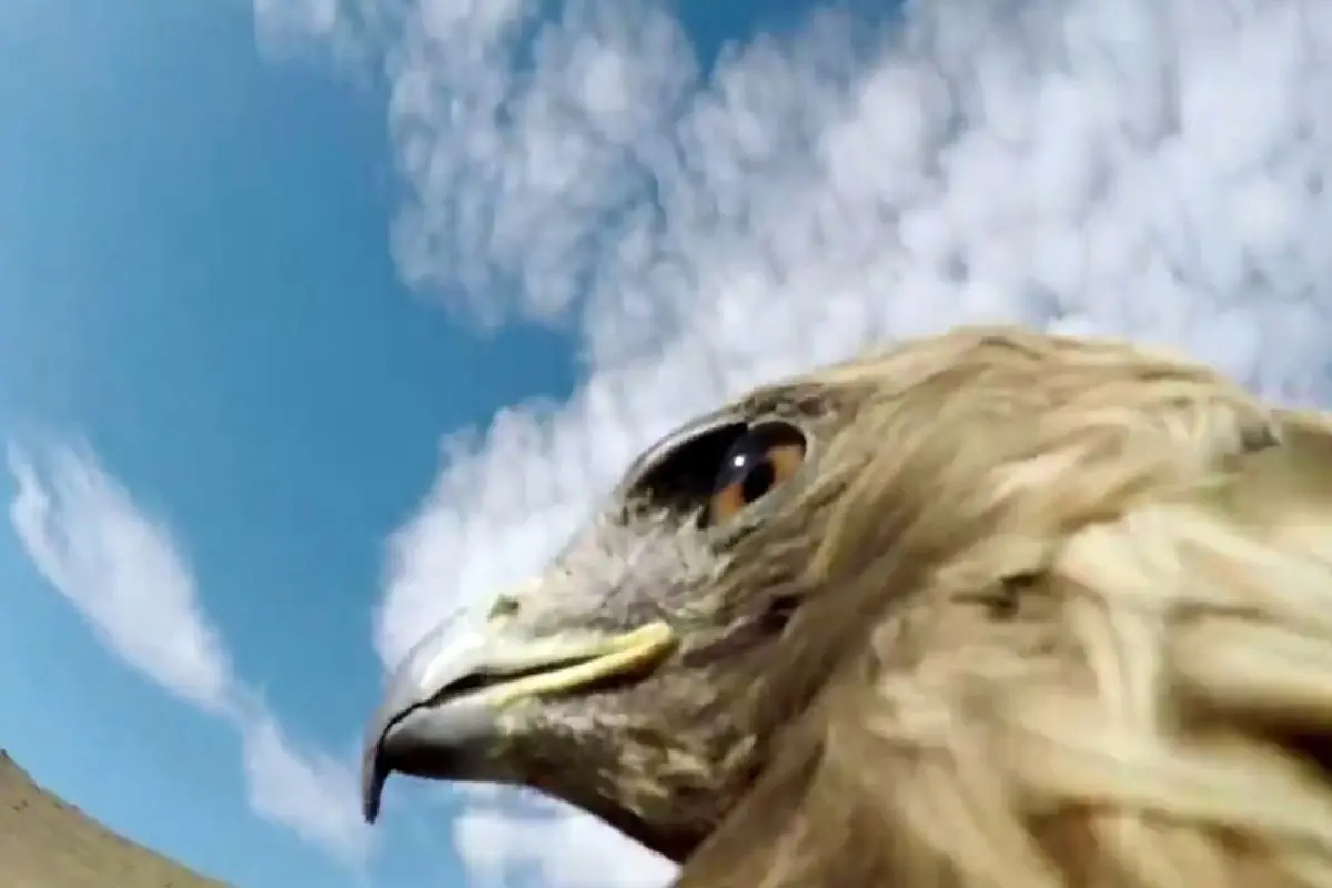 ویدئویی جذاب و دیدنی از زاویه دید یک عقاب+ فیلم