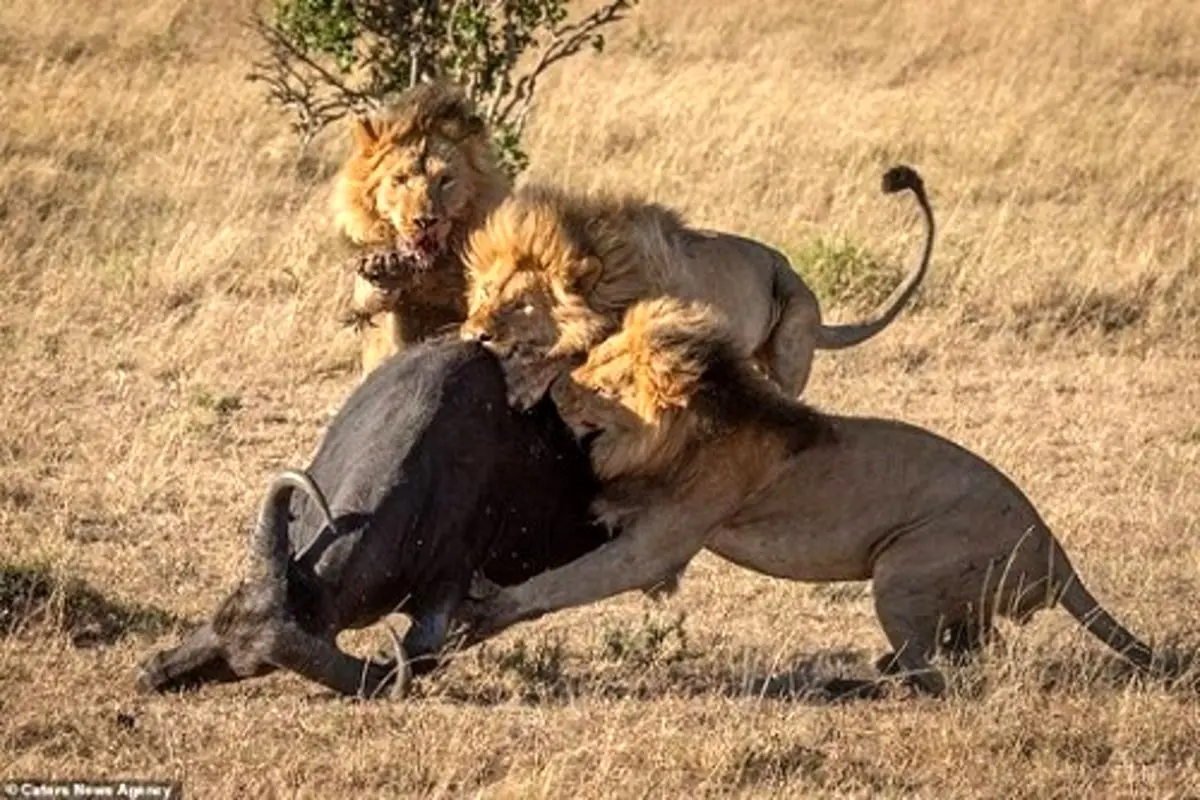 همکاری وحشتناک شیرها برای شکار یک بوفالو ۹۰۰ کیلویی!+ فیلم