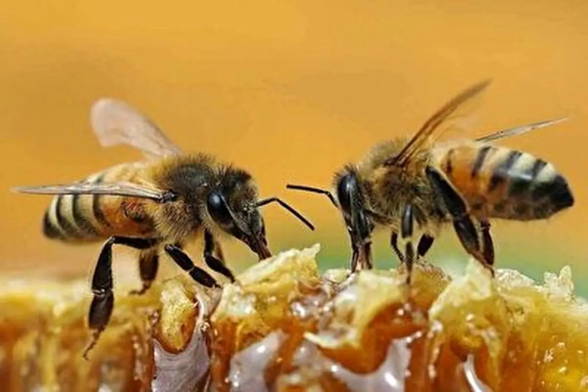 همکاری باورنکردنی دو زنبور را ببینید! + فیلم