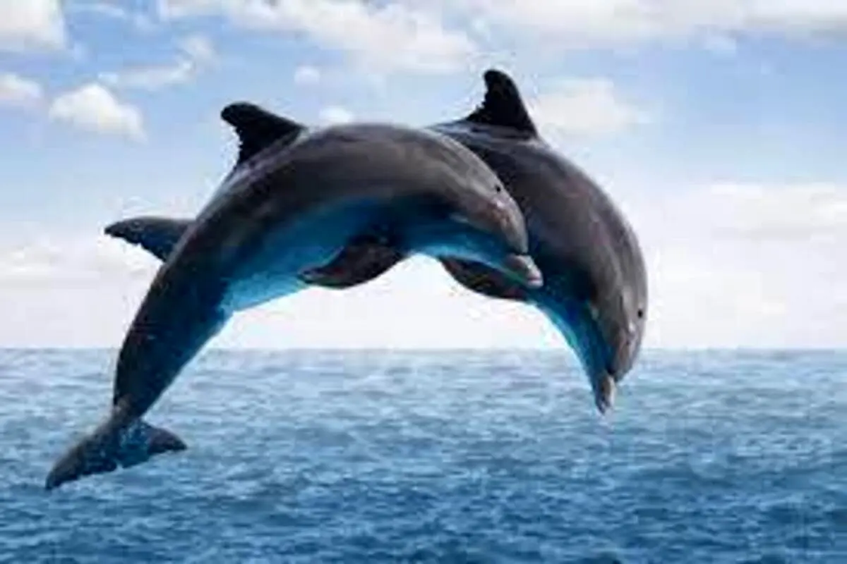 خلق یک لحظه عاشقانه توسط دو دلفین+ فیلم