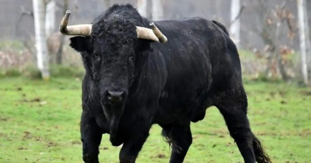 حمله ناگهانی گاو خشمگین به یک عابر پیاده!+ فیلم