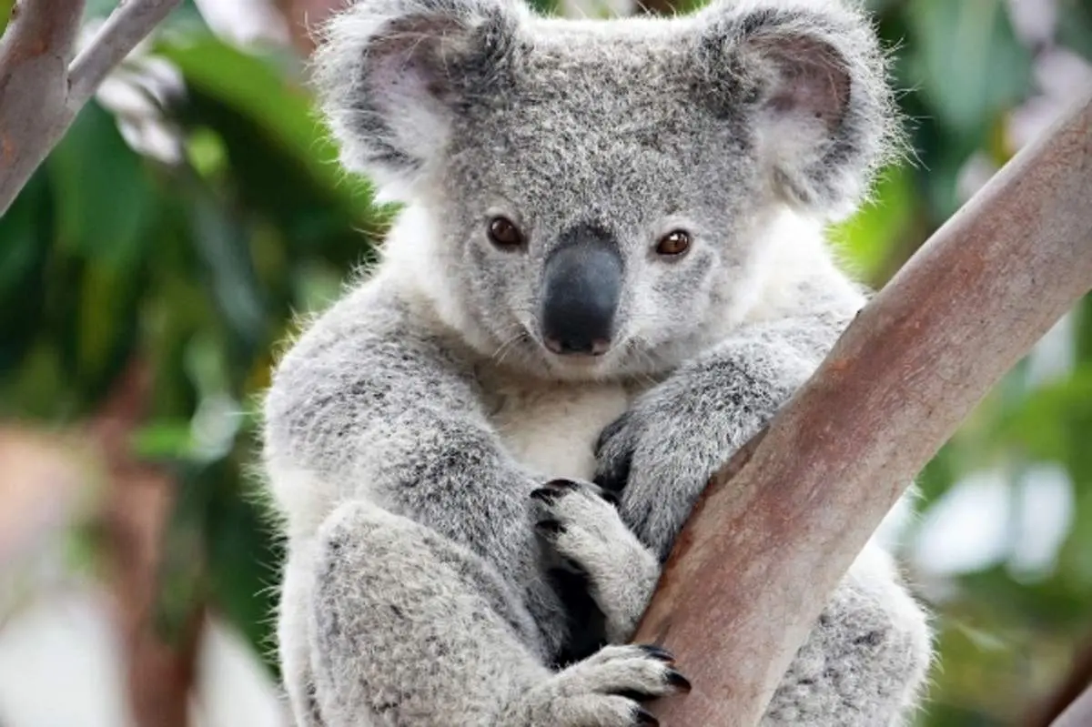 با تنها پستاندارانی که مثل انسان دارای اثر انگشت هستند آشنا شوید!+ فیلم