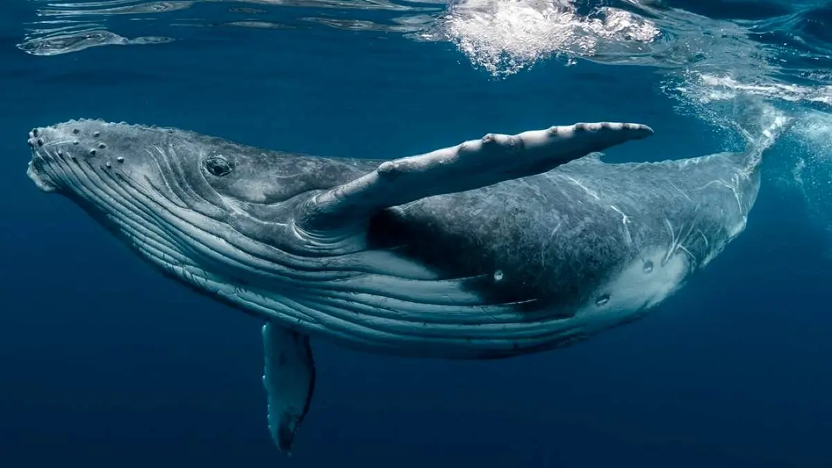 مشاهده نهنگ‌ها از روی کشتی + فیلم