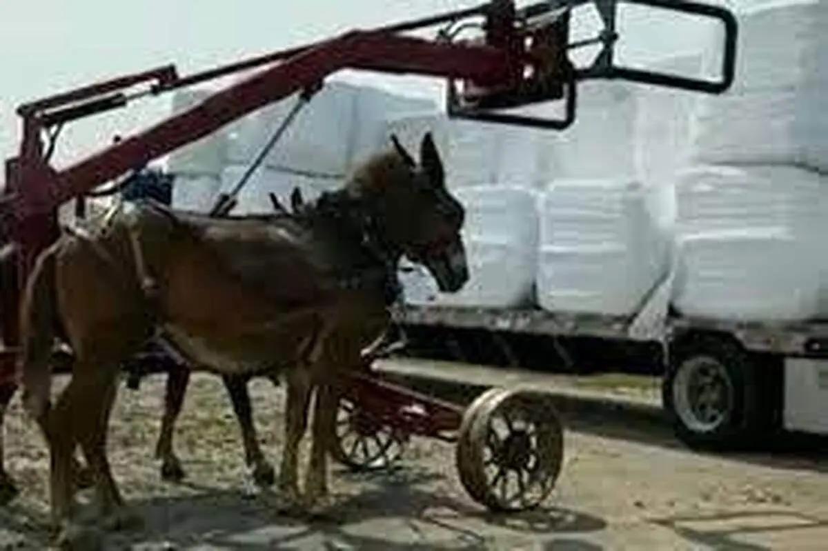 تصویری جالب از یک جرثقیل که با اسب کار می‌کند+فیلم