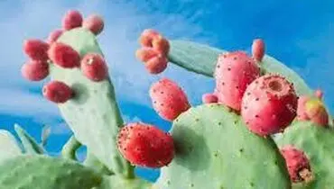 آیا تاکنون میوه گیاه کاکتوس را خورده‌اید؟+فیلم