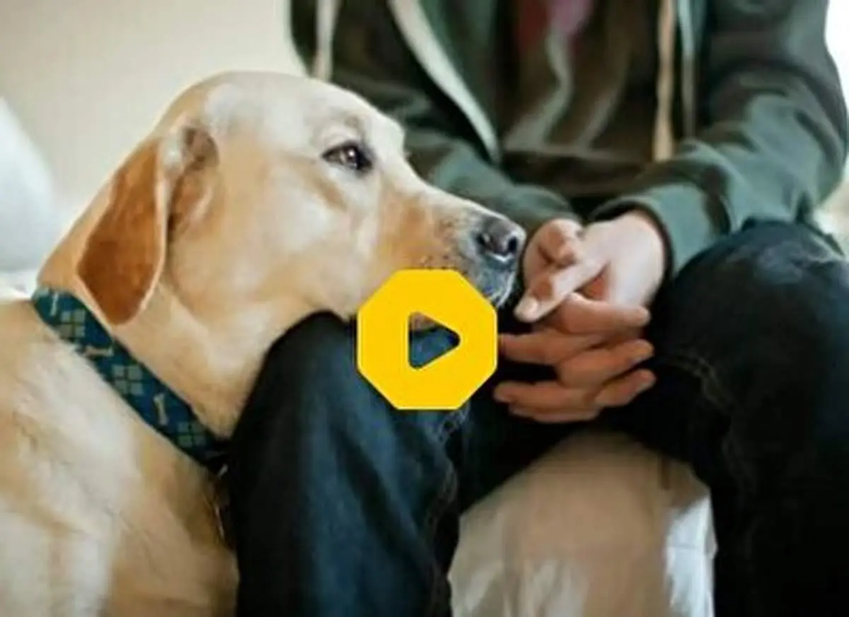 آتش زدن پیتزا توسط یک سگ خانگی+ فیلم