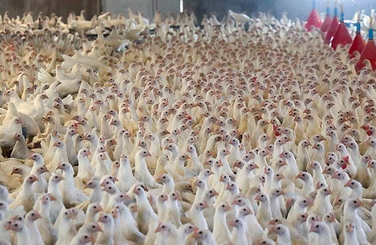 قیمت مصوب مرغ ۶۳ هزار تومان شد