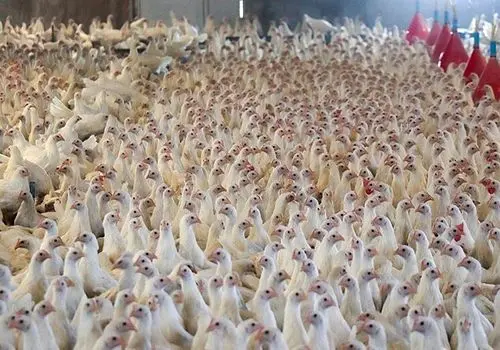 قیمت مصوب مرغ امروز ۱۷ دی ۱۴۰۴ اعلام شد + جزئیات
