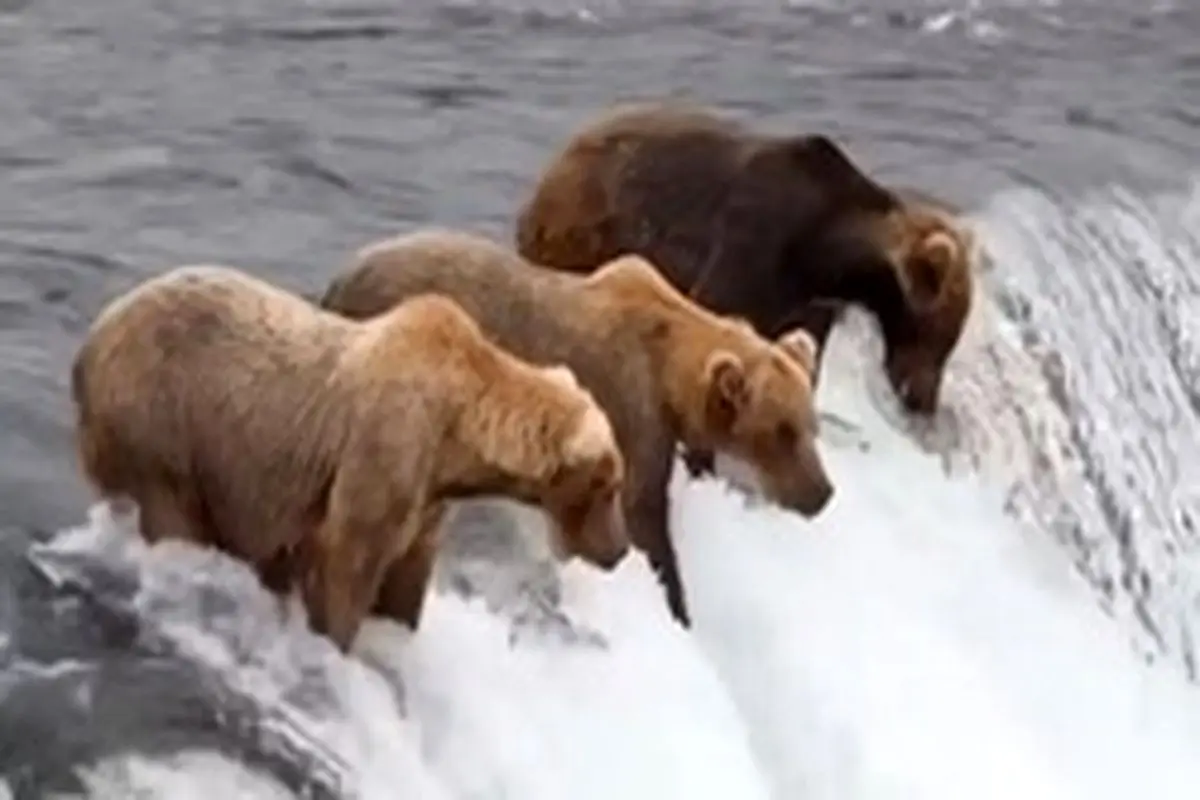 لحظه شگفت انگیز شکار ماهی توسط خرس + فیلم