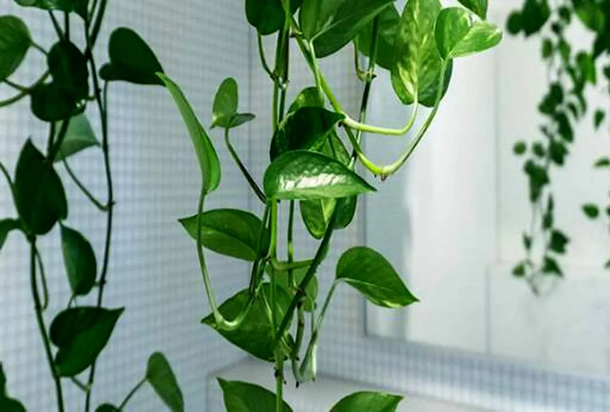 تایم لپسی دیدنی از حرکت پیچک در حال رشد+ فیلم