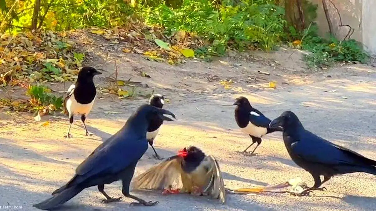 نجات معجزه آسای یک زاغی آبی از دست چند کلاغ‌!+ فیلم