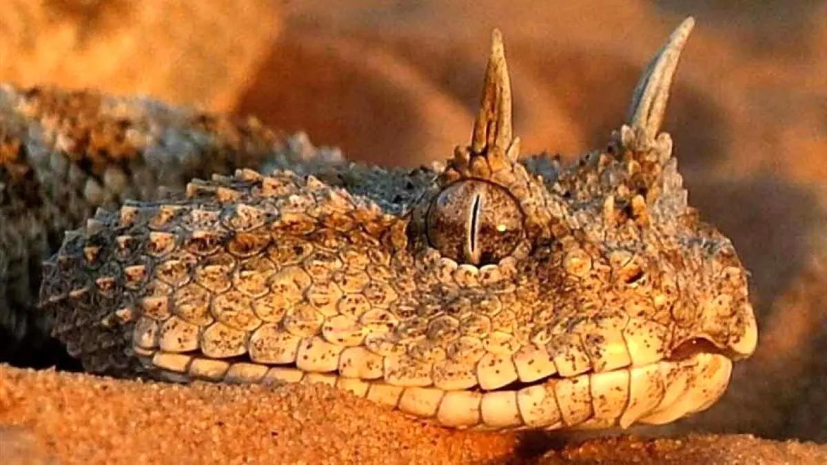 افعی شاخ‌دار+فیلم