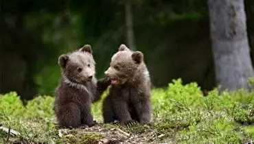 تصاویری دیدنی از ۳ توله خرس به همراه مادرشان در ارتفاعات البرز+ فیلم