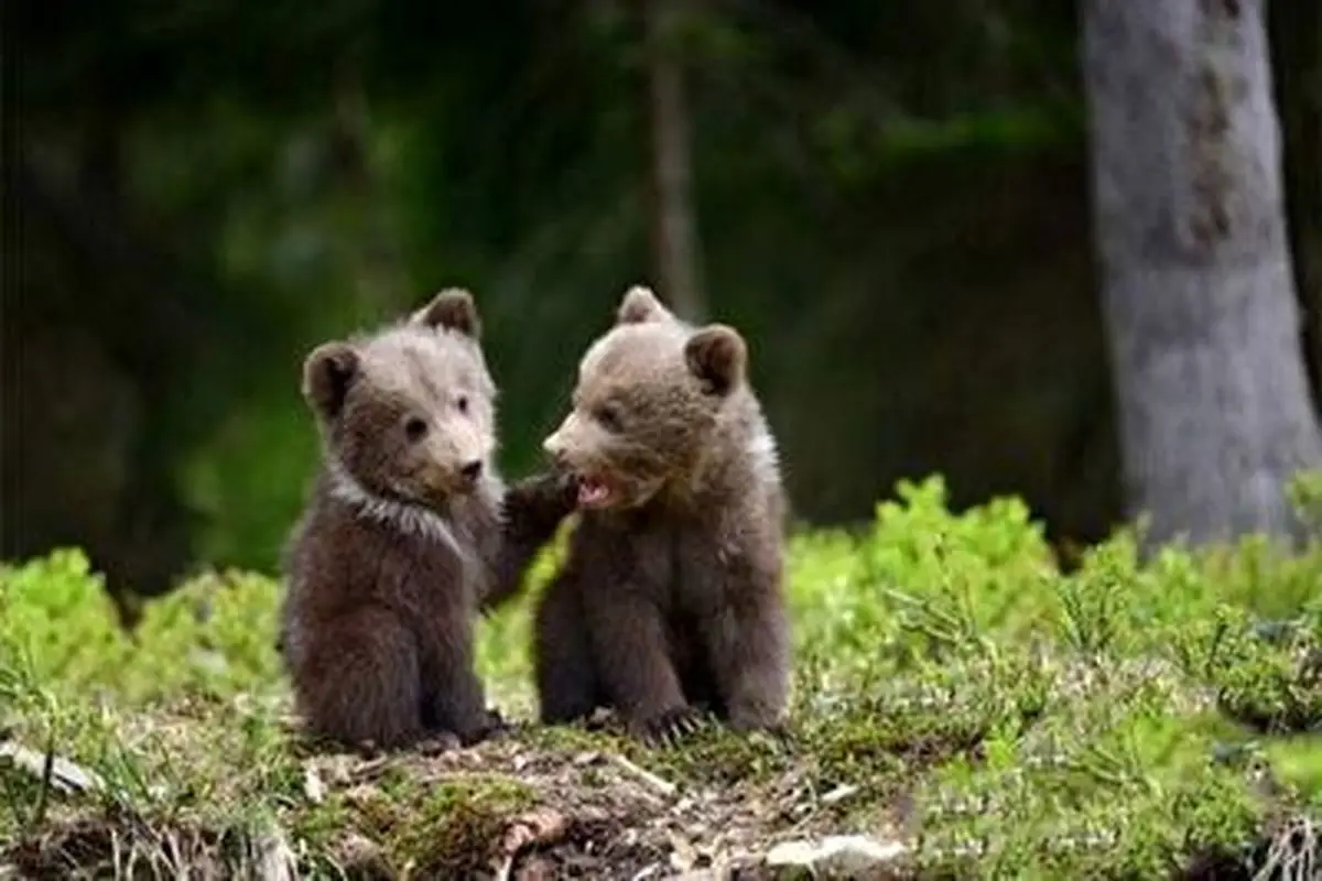 تصاویری دیدنی از ۳ توله خرس به همراه مادرشان در ارتفاعات البرز+ فیلم