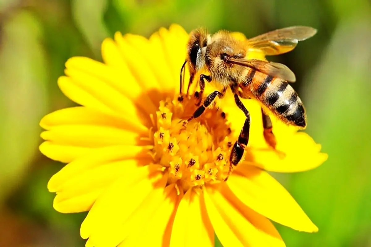 تاثیر کود شیمیایی بر رفتار زنبورها + فیلم