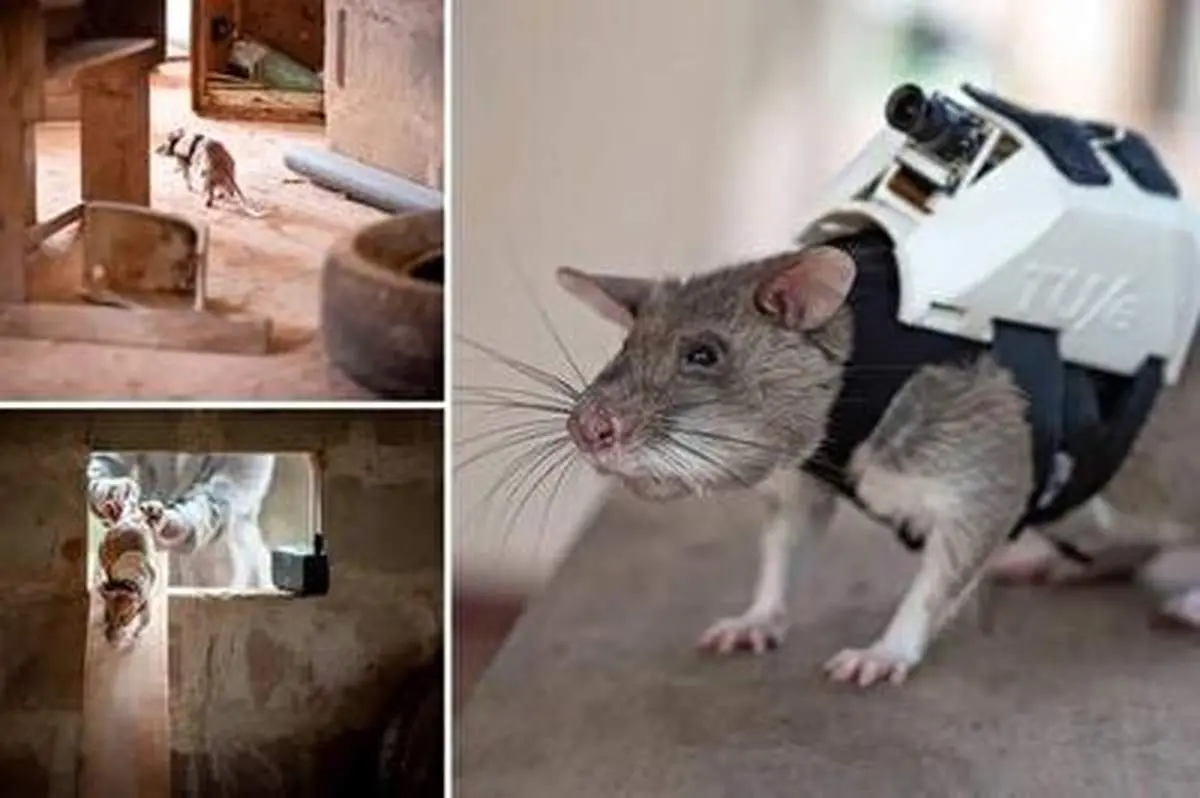 تربیت جالب موش‌ هایی برای عملیات امداد و نجات!+ فیلم