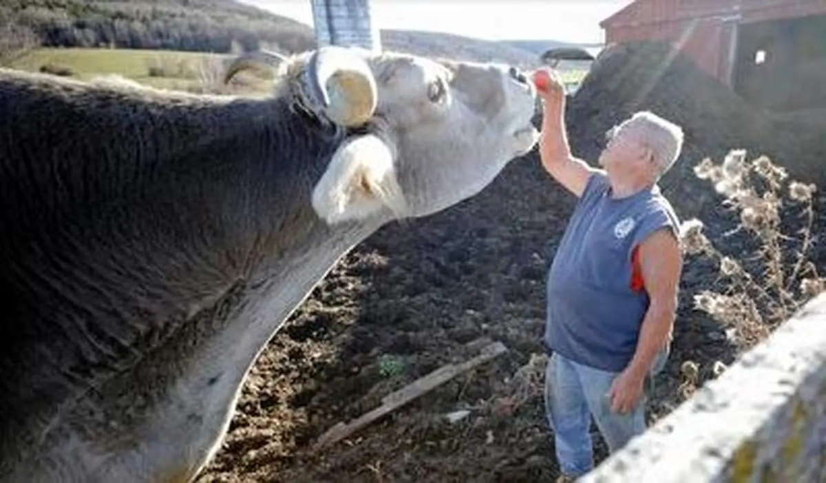 با مشهورترین گاو غول پیکر سوئیسی آشنا شوید+ فیلم