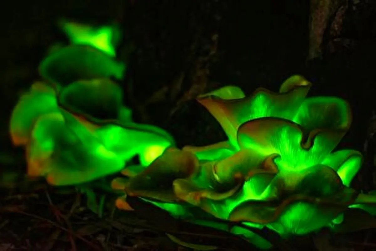 تصاویر خیره‌کننده از قارچ شبح؛ زیبایی وصف‌ ناپذیر شبانه این گیاه را ببینید + فیلم