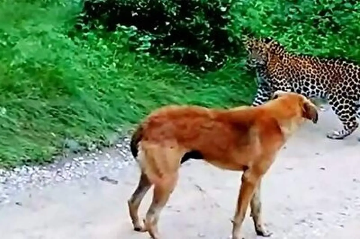 حمله سگ مادر به یک پلنگ برای نجات فرزندش+ فیلم