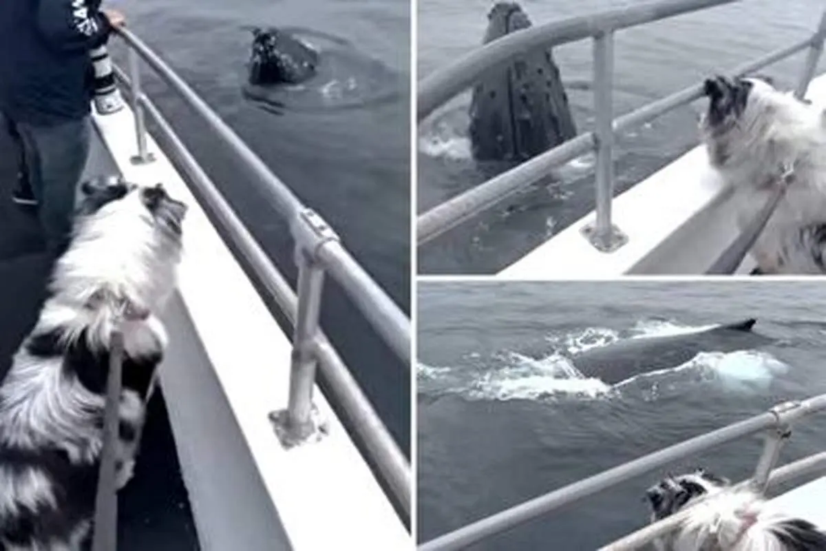 هیجان بامزه سگ خانگی از دیدن یک نهنگ!+ فیلم