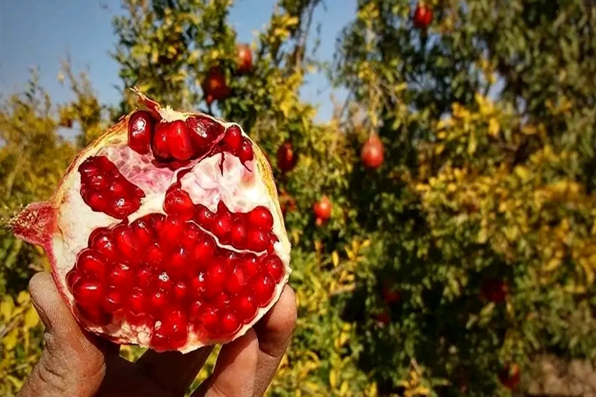 سفری به شهرستان بجستان در شرق کشور + فیلم