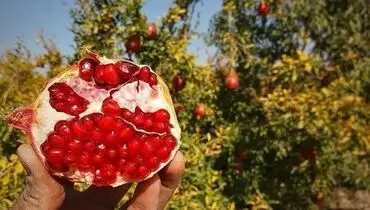 سفری به شهرستان بجستان در شرق کشور + فیلم