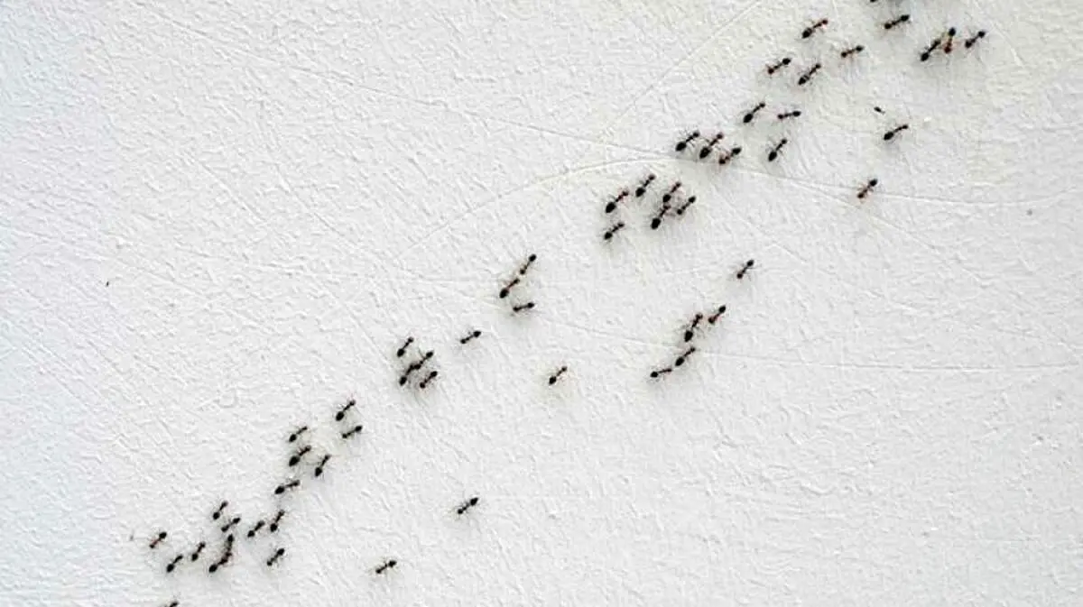 به ازای هر انسان چند مورچه در جهان وجود دارد؟