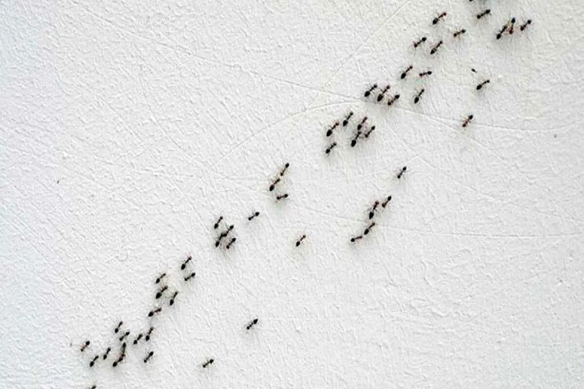 به ازای هر انسان چند مورچه در جهان وجود دارد؟
