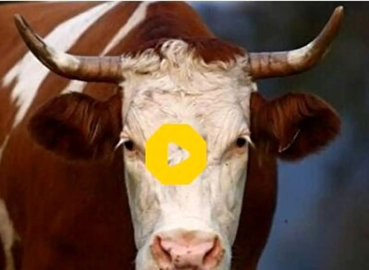 حمله وحشیانه یک گاو میش به یک موتور سوار+ فیلم