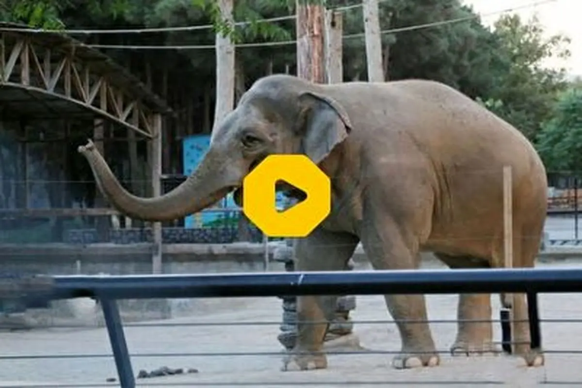 نجات دو بچه فیل از درون گودالی در سریلانکا+ فیلم