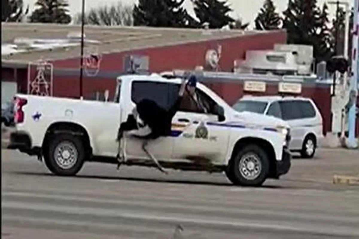 تعقیب و گریز دیدنی پلیس کانادا با شتر مرغ‌ ها!+ فیلم