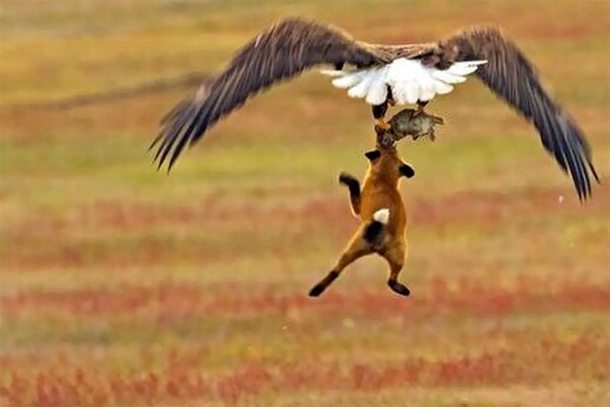 پرواز باورنکردنی یک عقاب به همراه شکارش در جاده!+ فیلم