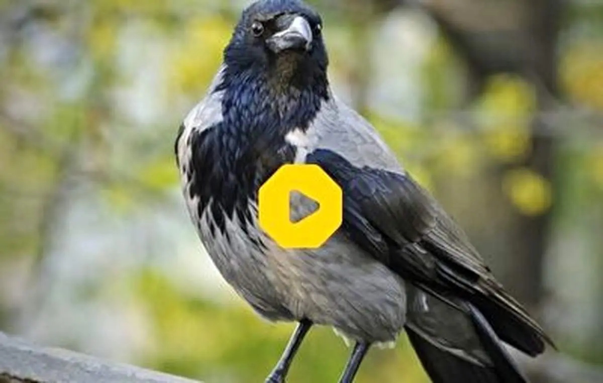 سرقت پول‌های مشتری توسط پرنده+ فیلم