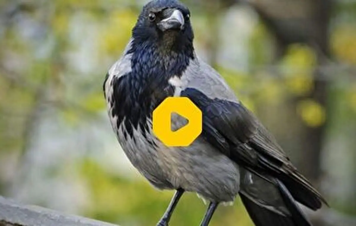 سرقت پول‌های مشتری توسط پرنده+ فیلم