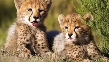 تولد غیرمنتظره ۲ توله یوزپلنگ در پاییز سرد پارک ملی توران!
