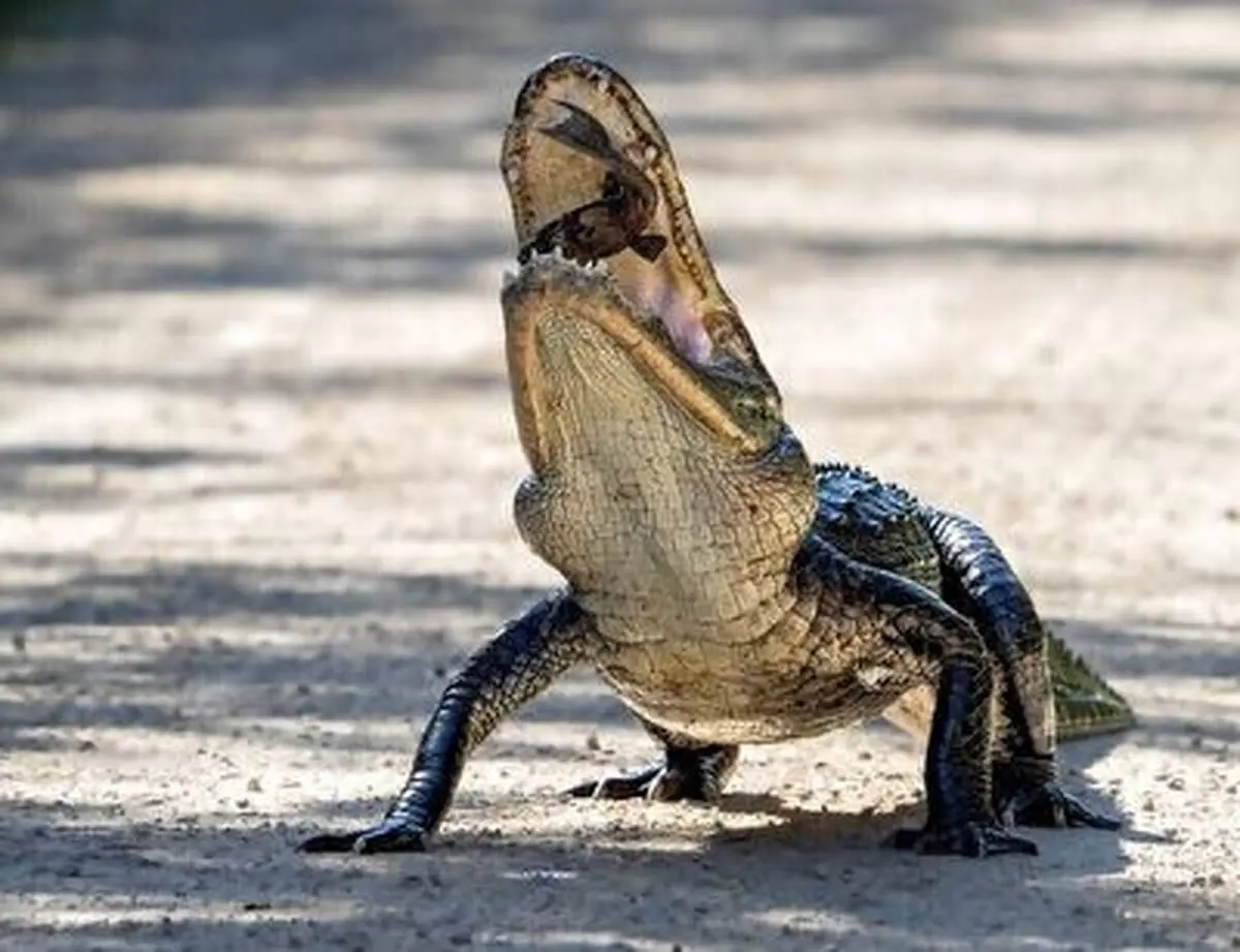 استقبال از تمساح بیچاره با بیل!+ فیلم